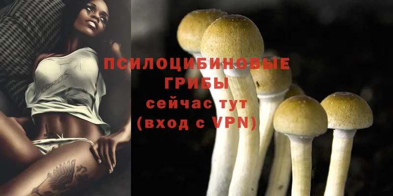 кракен онион  Ялуторовск  Псилоцибиновые грибы Psilocybine cubensis 